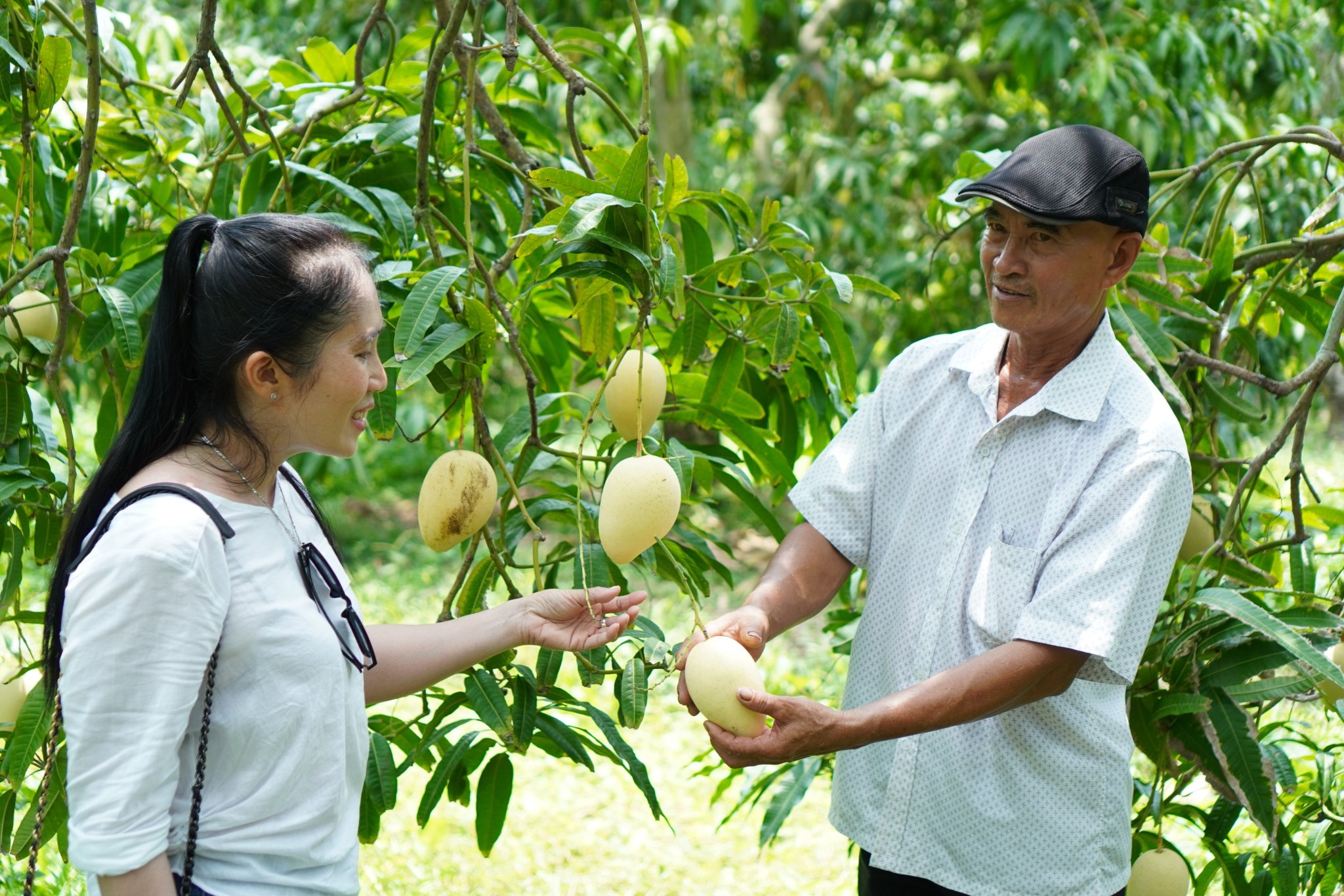 Người dân khai thác du lịc từ cây xoài tại Đồng Tháp - Ảnh Minh Châu