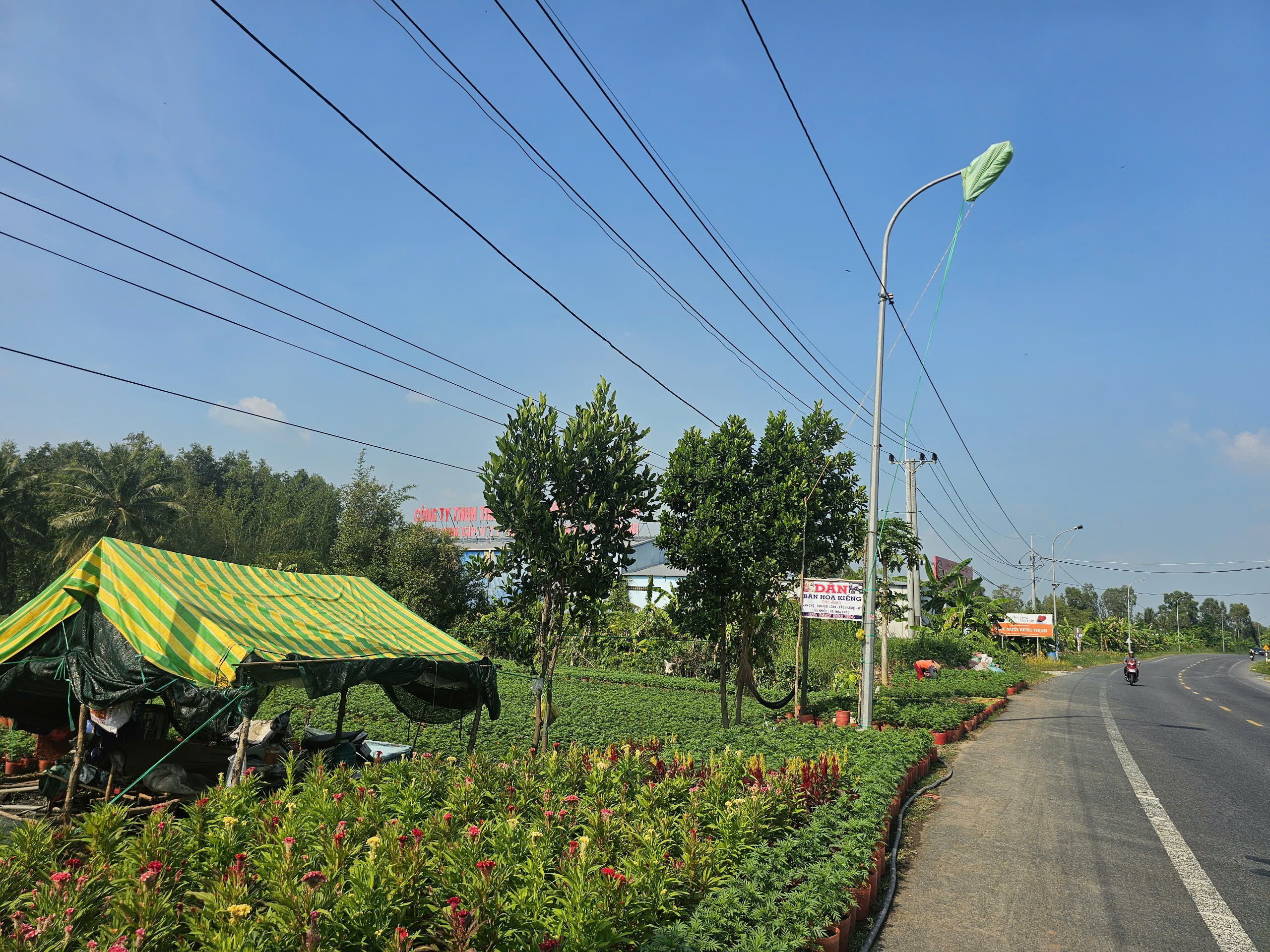 Người trồng hoa dùng túi ni-lông che chắn đèn đường gây mất mỹ quan đô thị, gây ảnh hưởng đến những người đi lại vào ban đêm qua đoạn đường - Ảnh: Phú Hữu