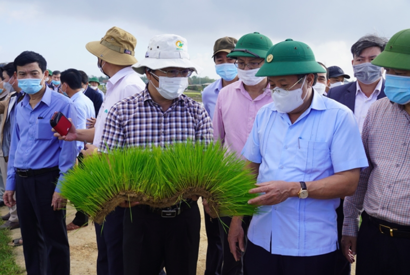 Hải Lăng Quảng Trị: Phát triển kinh tế nông nghiệp trong kỷ nguyên vươn mình 