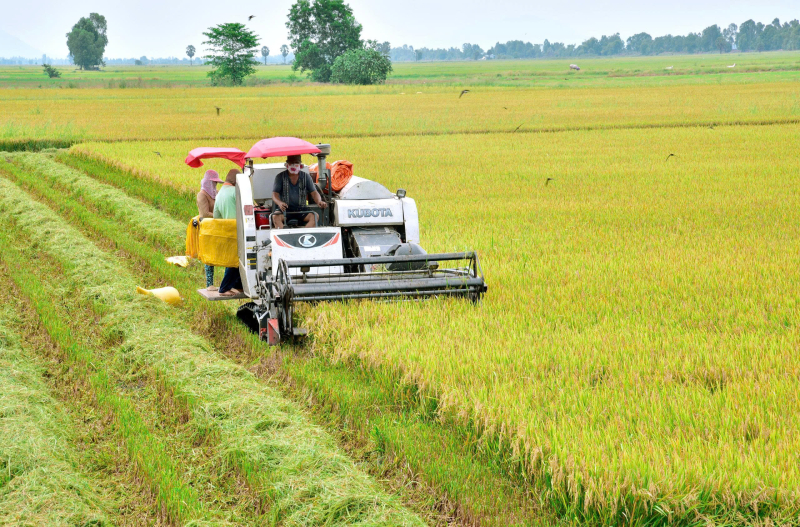 Người dân miền Tây đứng ngồi không yên với giá lúa hè thu